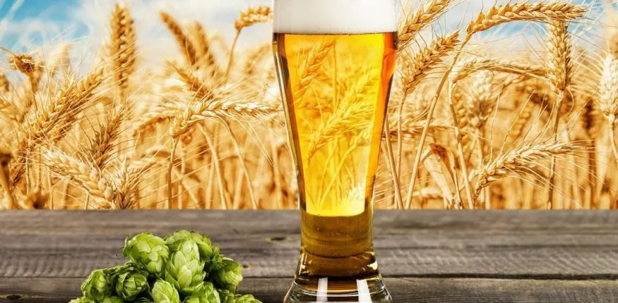 verre de bière posé sur une table à côté de fleurs de houblon